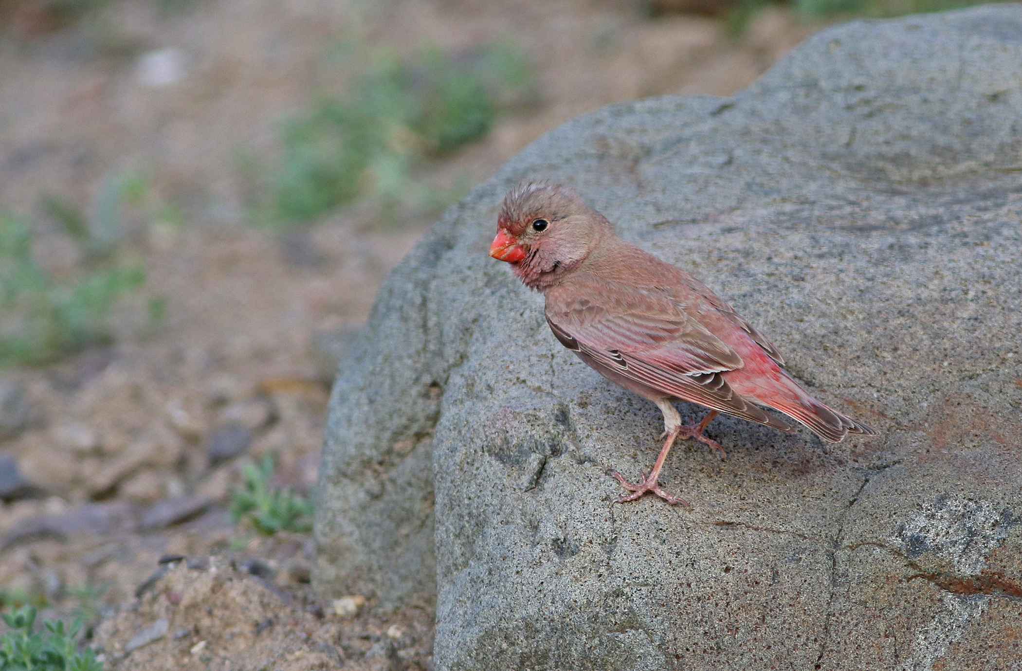 Trumpeter Finch